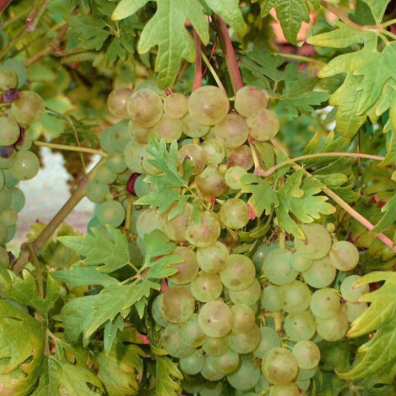 Vita de Vie Chasselas Cioutat, Vitis Vinifera, pentru vin, alb