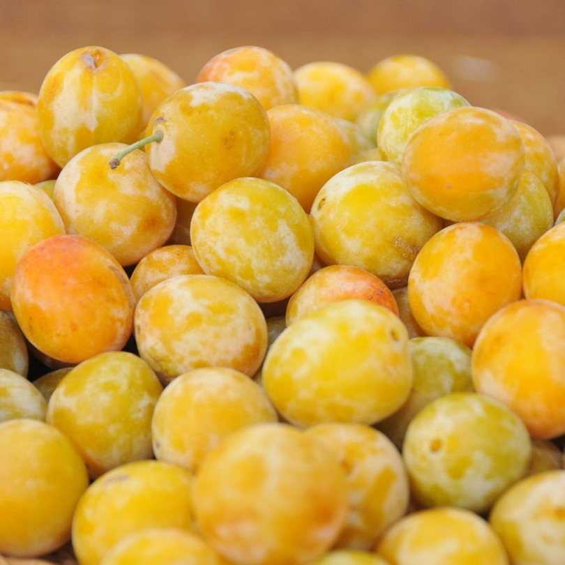 Prun Regina Claudia Gialla, Prunus Domestica