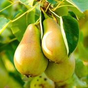 Par Conference, Pyrus Communis