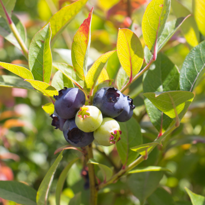 Afin Brigitta Blue, Vaccinium Corymbosum Brigitta Blue