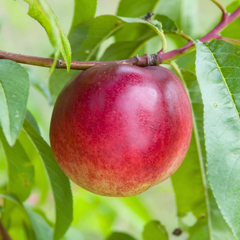 Piersic Nectared, Prunus Persica