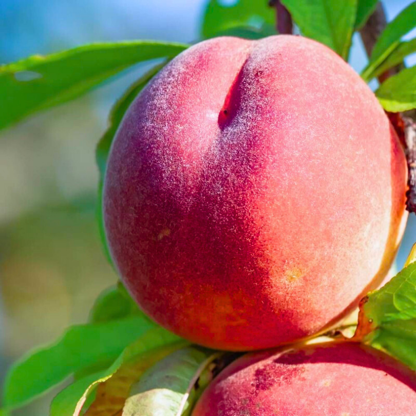 Piersic Dixired, Prunus Persica