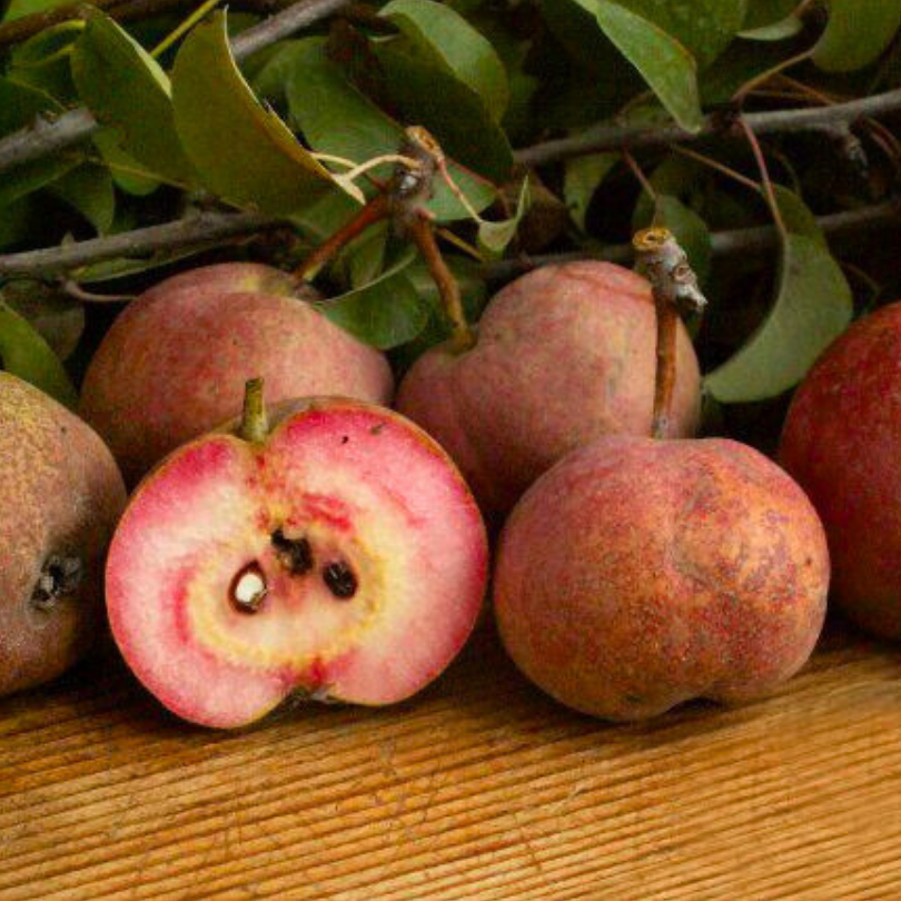 Par Cocomerina, Pyrus Communis