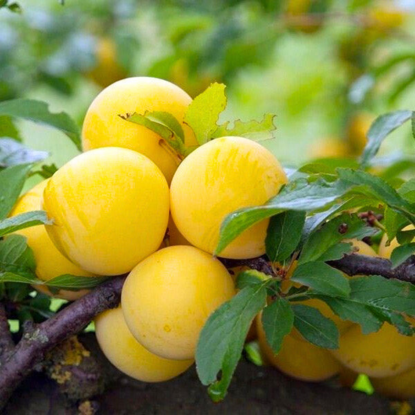 Prun Regina Claudia Galbena, Prunus Domestica