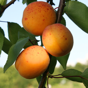 Cais Bulida, Prunus Armeniaca