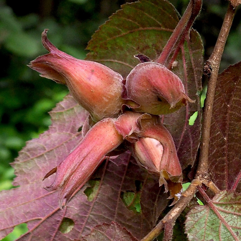 Alun de Padure Rosu, Corylus Avellana Maxima Purpurea