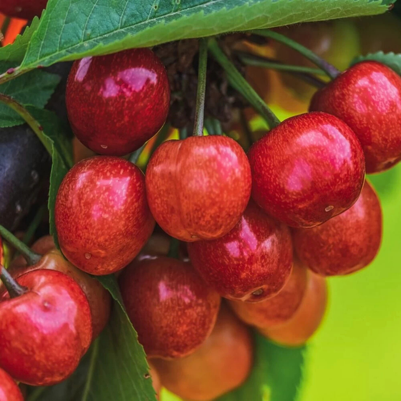 Cires Dulce Buttnera, Prunus Avium