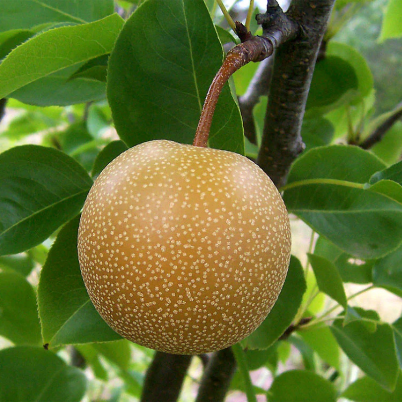 Par Asiatic Nijisseiki, Pyrus Pyrifolia