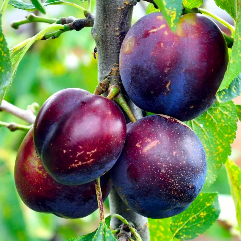 Prun President, Prunus Domestica