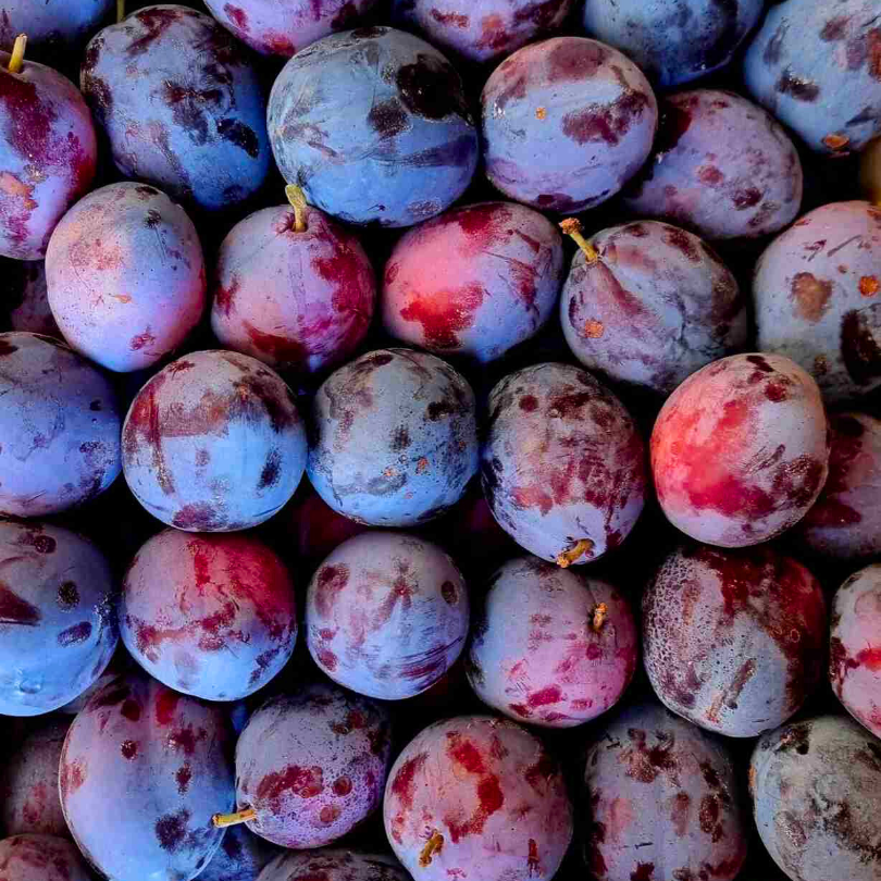 Prun President, Prunus Domestica