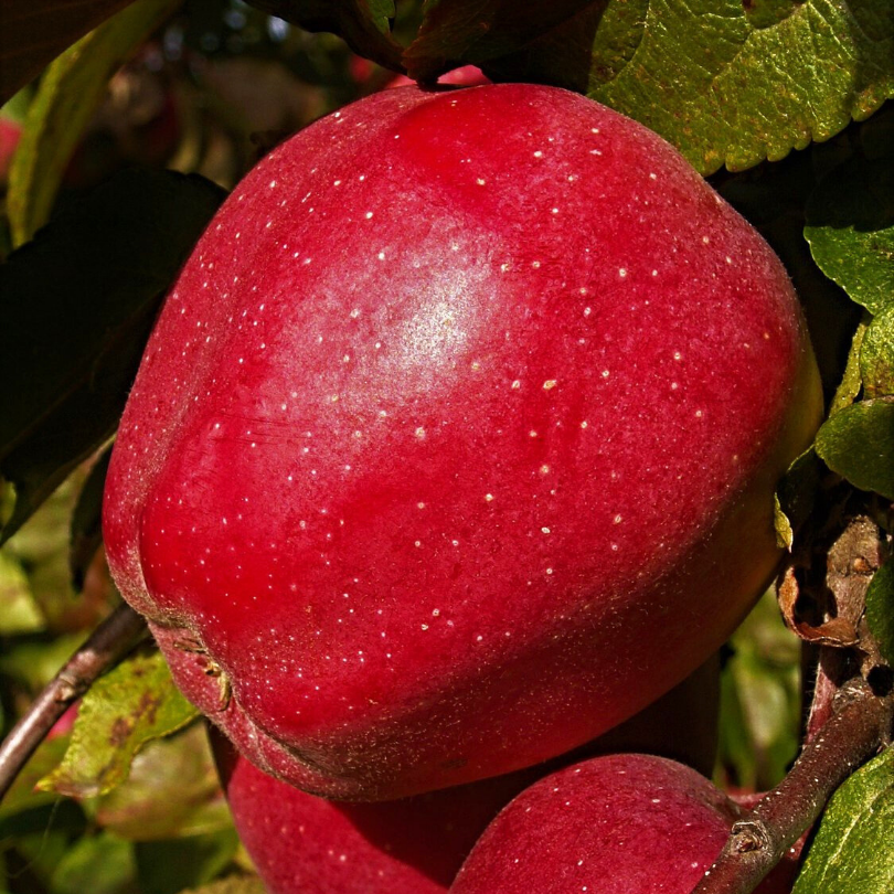 Mar Stark Delicious, Malus Domestica