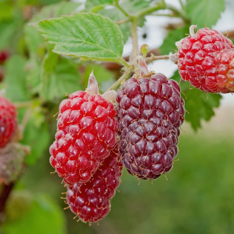 Zmeur-Mur Hibrid Tayberry, Rubus Fruticosus x Idaeus Tayberry