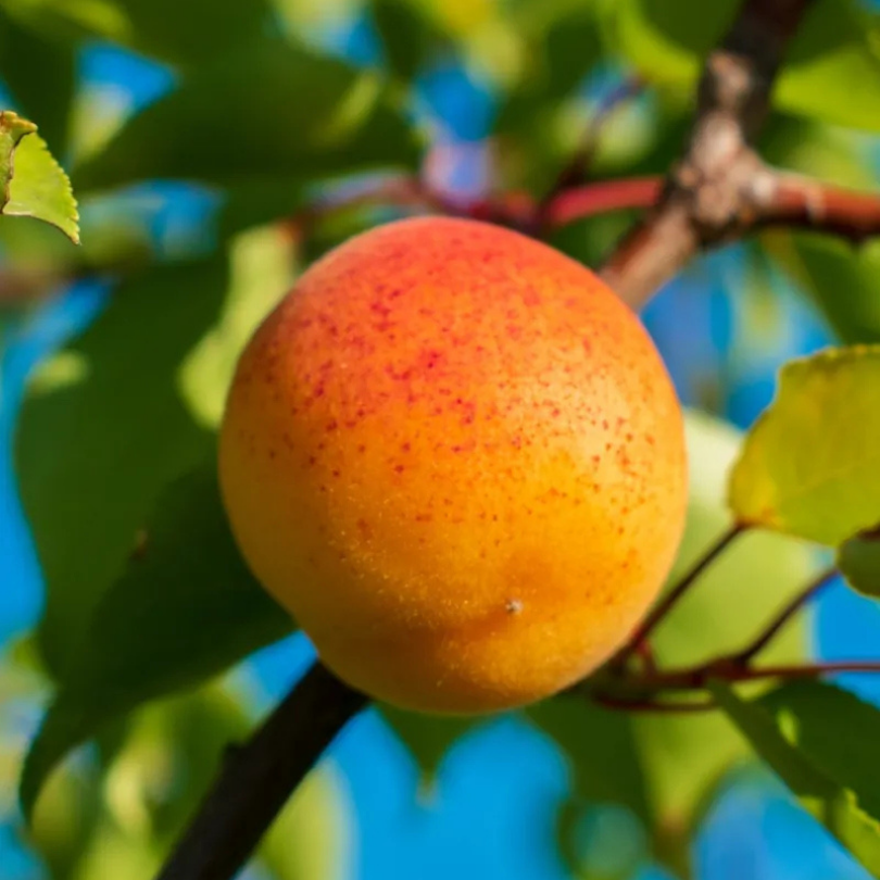 Cais Bulida, Prunus Armeniaca