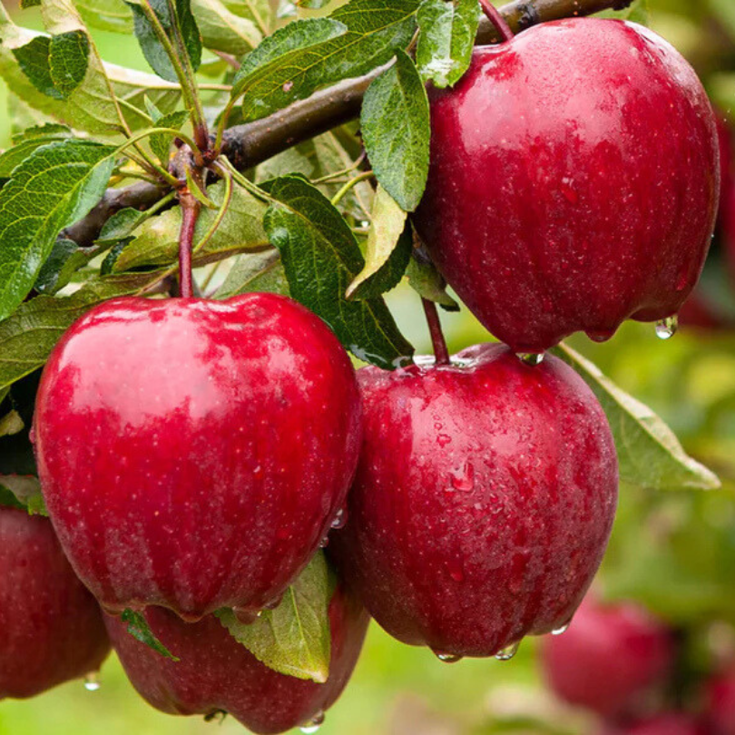 Mar Red Chief, Malus Domestica