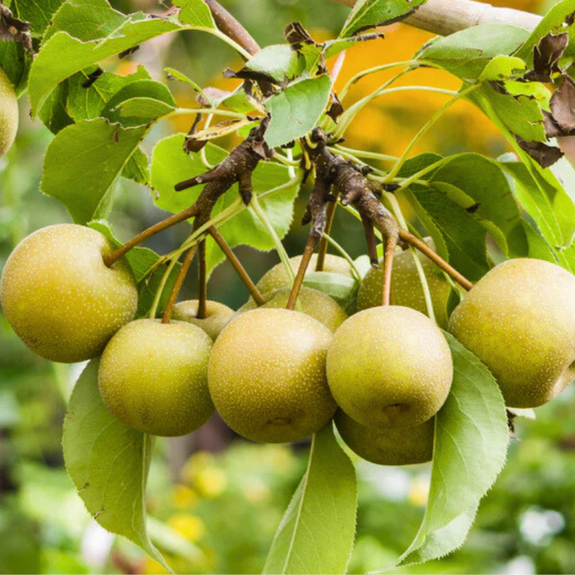 Par Asiatic Nashi Shinseiki, Pyrus Communis