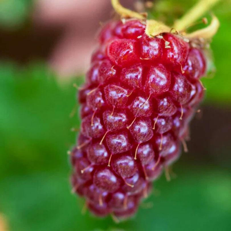 Zmeur-Mur Hibrid Tayberry, Rubus Fruticosus x Idaeus Tayberry