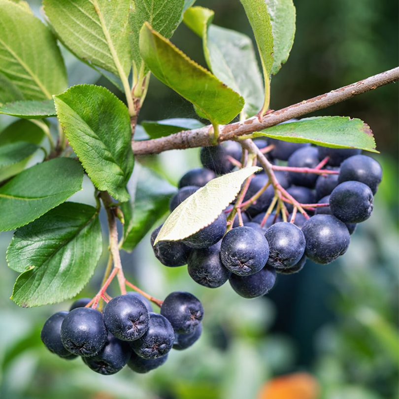 Scorus Negru, Aronia Melanocarpa