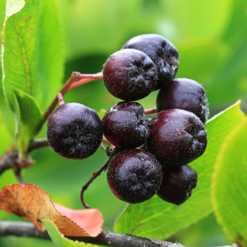 Scorus Negru, Aronia Melanocarpa
