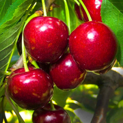 Cires Vittoria, Prunus Avium