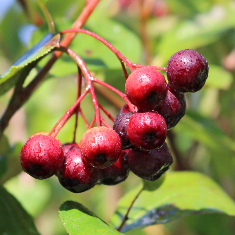 Scorus Negru Arbutifolia Brilliant, Aronia Melanocarpa Arbutifolia Brilliant