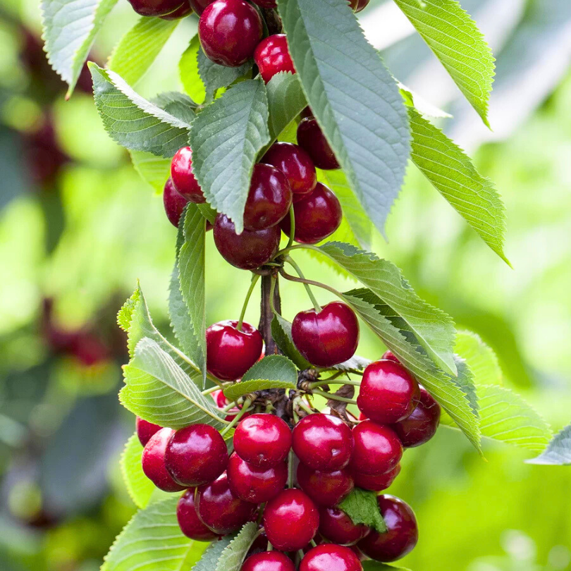 Cires Vittoria, Prunus Avium