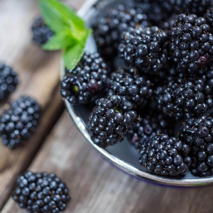 Mur Thornfree Navajo, Rubus Fruticosus Thornfree Navajo, fara spini