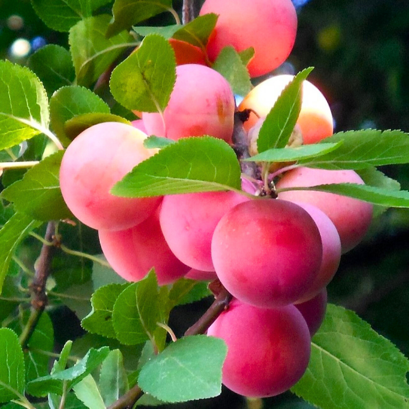 Prun Mirabelle Ruby, Prunus Domestica
