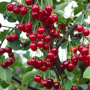 Cires Visciola, Prunus Avium