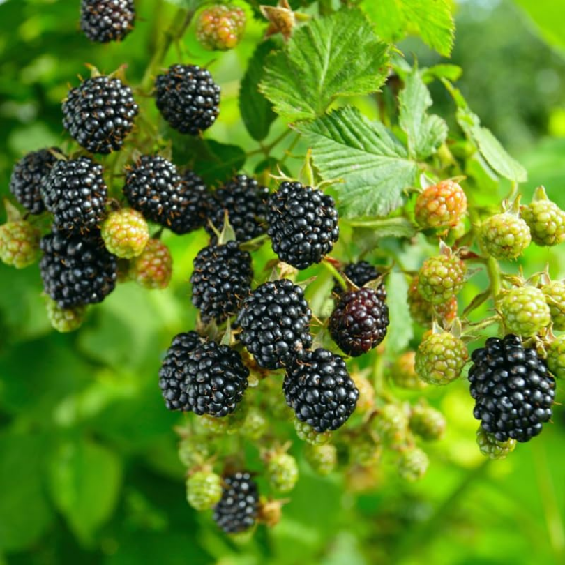 Mur Thornfree Navajo, Rubus Fruticosus Thornfree Navajo, fara spini