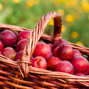 Prun Mirabelle Ruby, Prunus Domestica