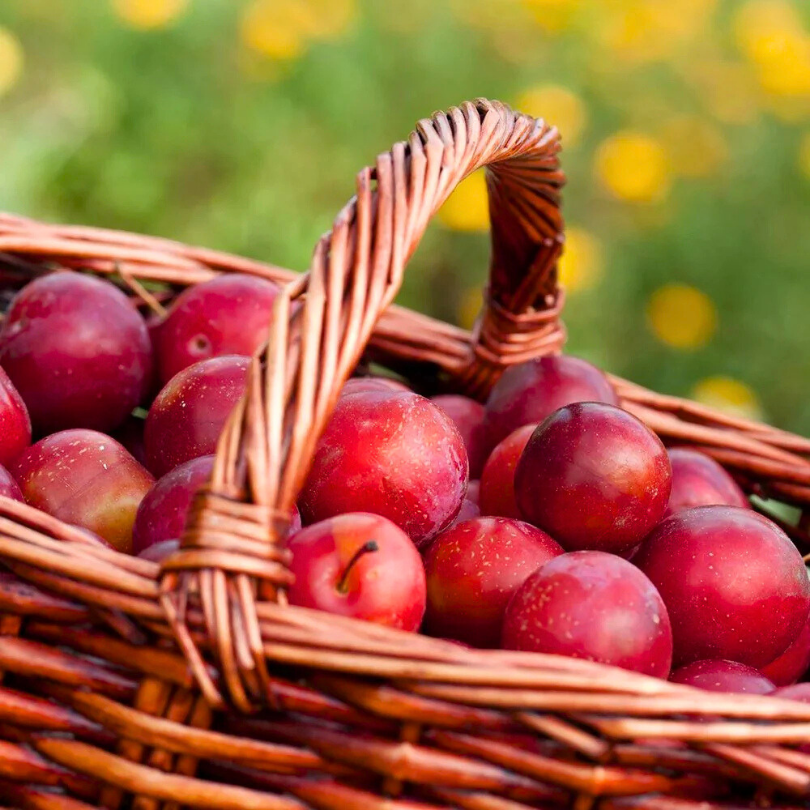 Prun Mirabelle Ruby, Prunus Domestica