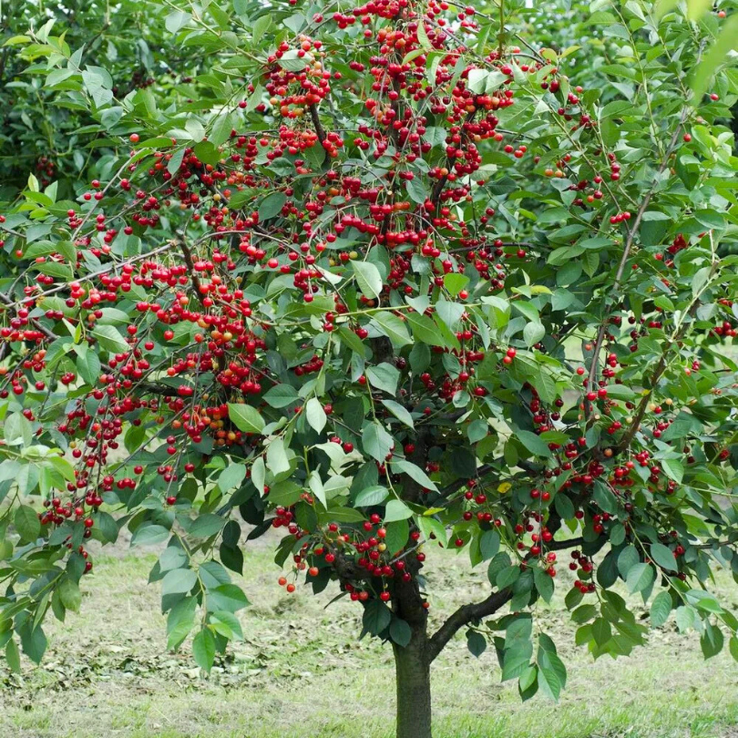 Cires Visciola, Prunus Avium