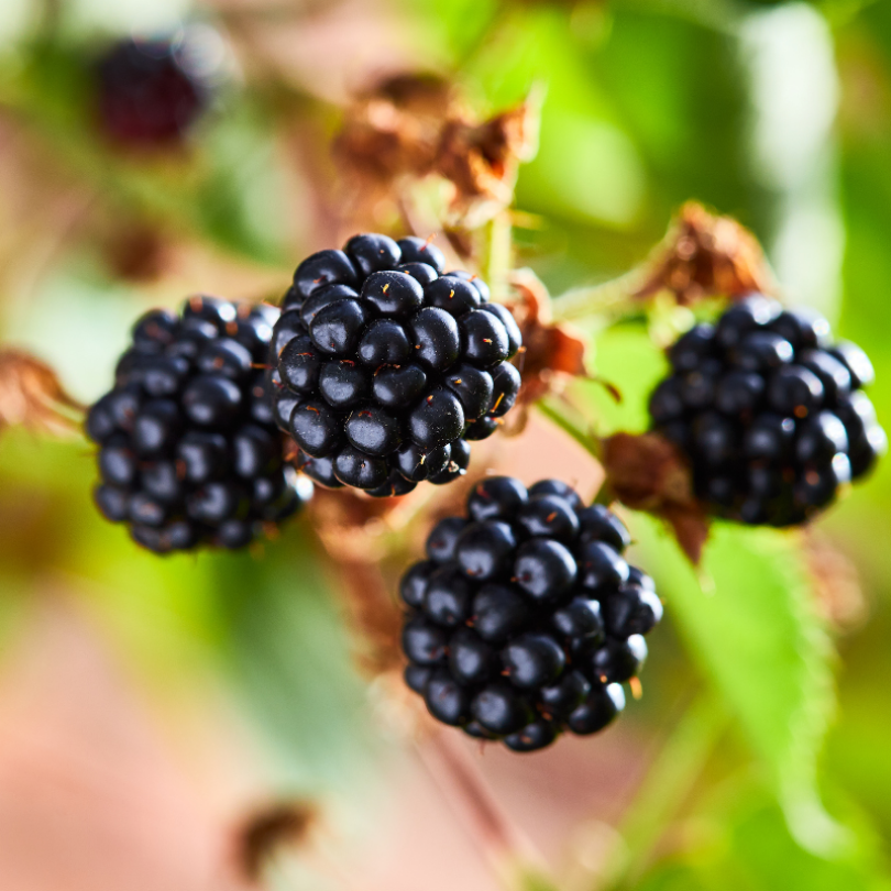 Mur Loch Ness, Rubus Fruticosus Loch Ness