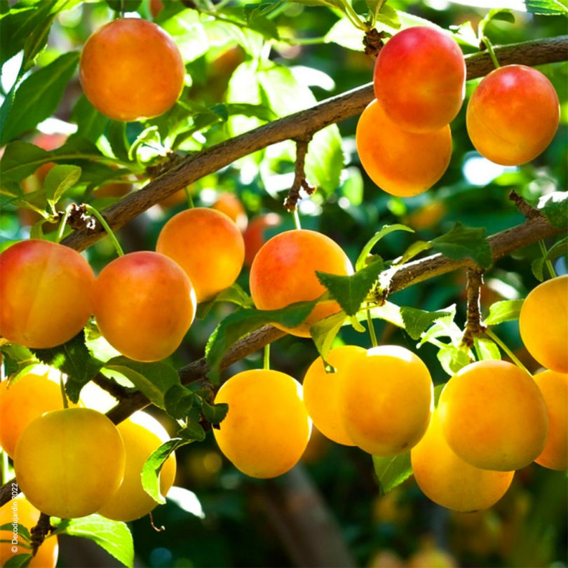 Prun Mirabelle de Nancy, Prunus Domestica