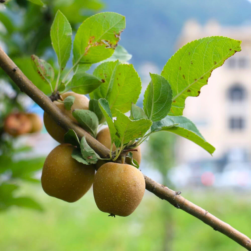 Mar Renetta Grigia Francese, Malus Domestica