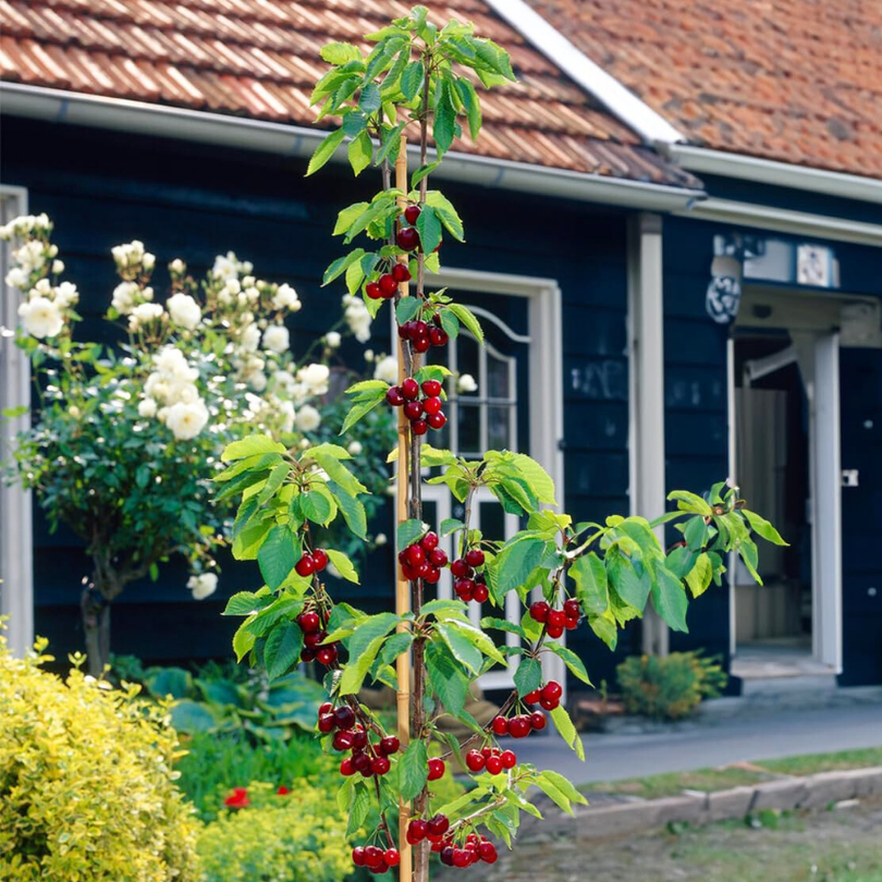 Cires Van, Prunus Avium