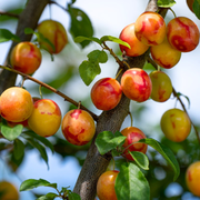 Prun Mirabelle de Nancy, Prunus Domestica