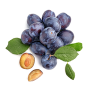 Prun Grossa di Felisio, Prunus Domestica