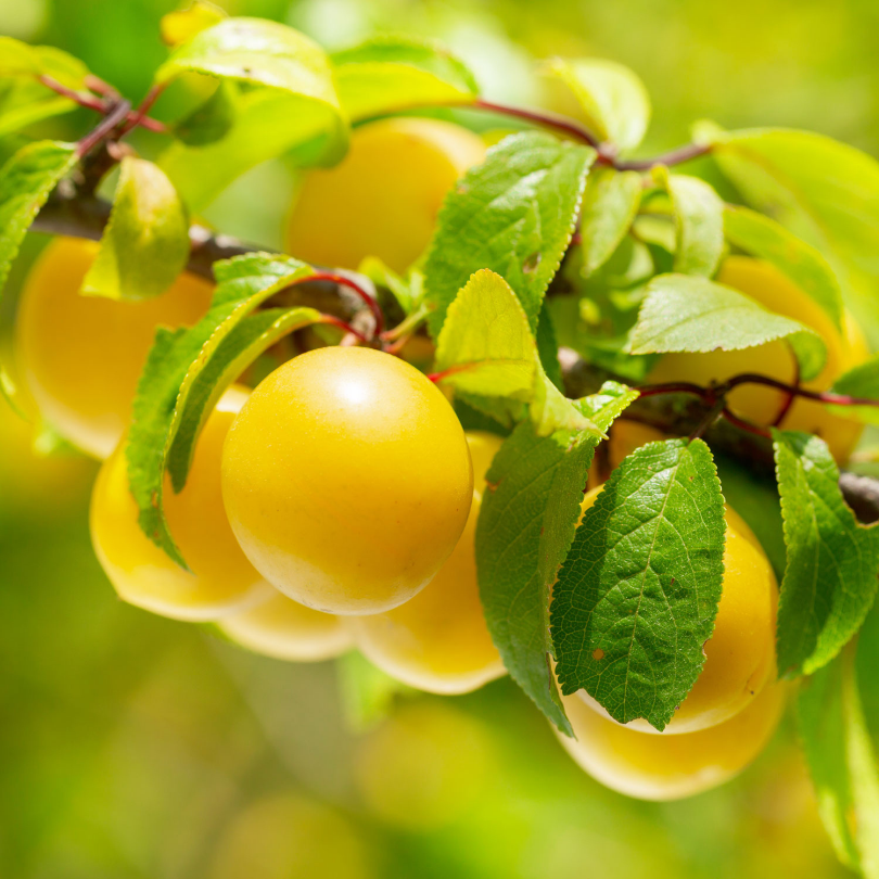 Prun Goccia d Oro Shiro, Prunus Domestica