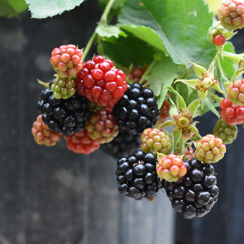Mur Chester, Rubus Fruticosus Chester, fara spini