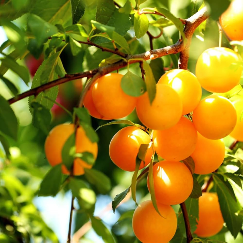 Prun Goccia d Oro Shiro, Prunus Domestica