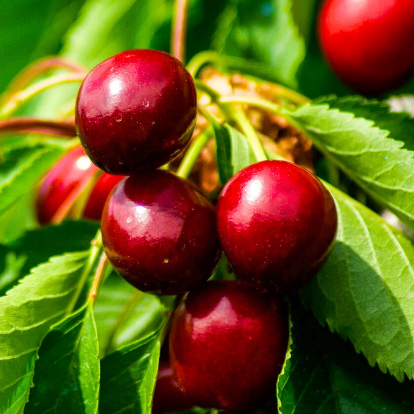 Cires Regina, Prunus Avium