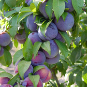 Prun Friar, Prunus Domestica