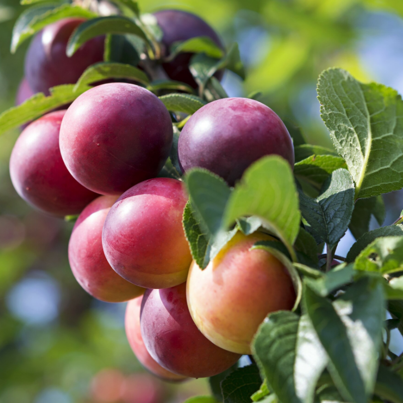 Prun Formosa, Prunus Domestica