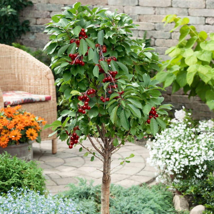 Cires Pitic, Prunus Avium