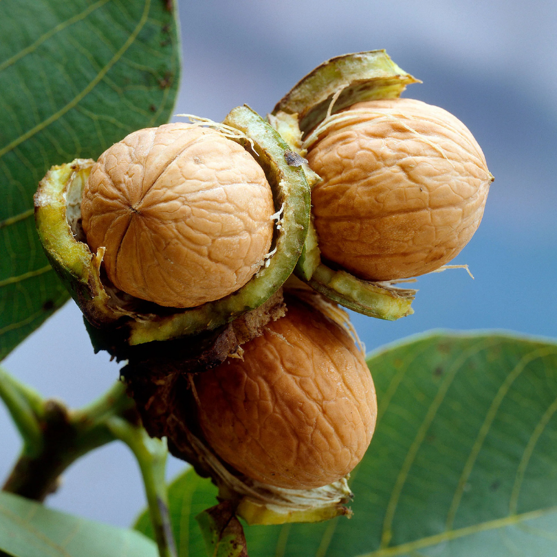 Nuc Comun, Juglans Regia