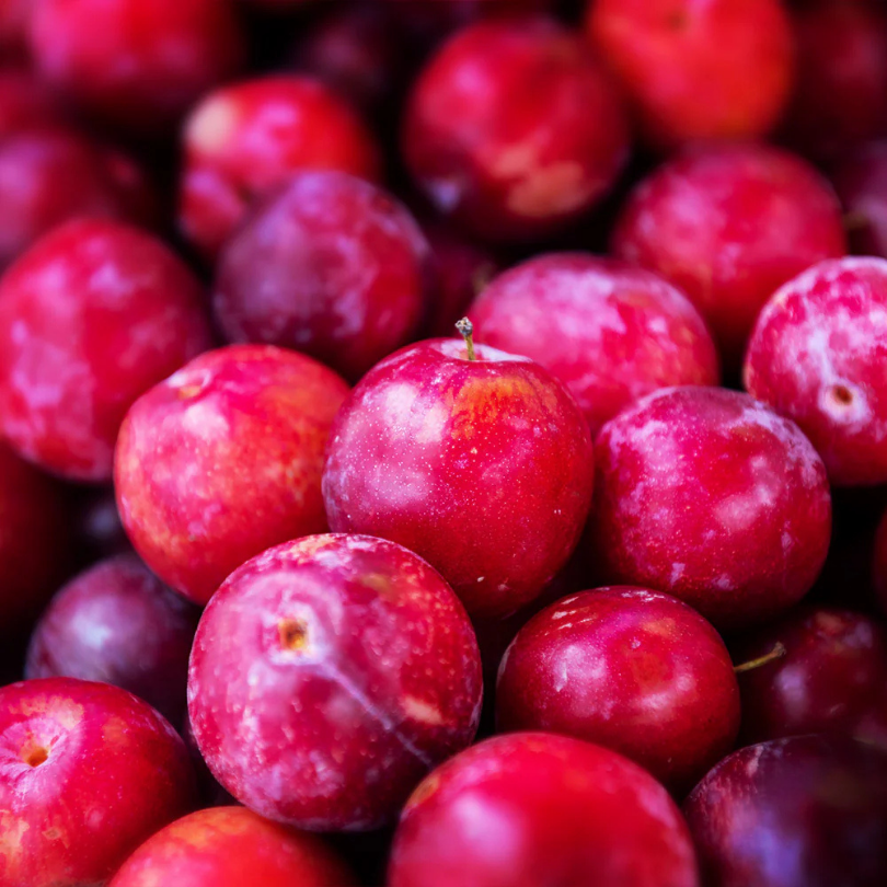 Prun D`Italia Rossa, Prunus Domestica