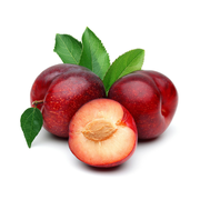 Prun D`Italia Rossa, Prunus Domestica