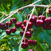 Cires Moretta di Vignola, Prunus Avium