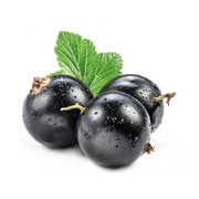 Coacaz Negru, Ribes Nigrum